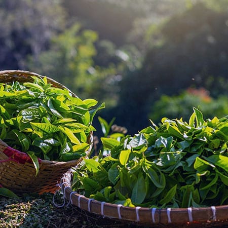 photographie Comptoir Français du Thé 5